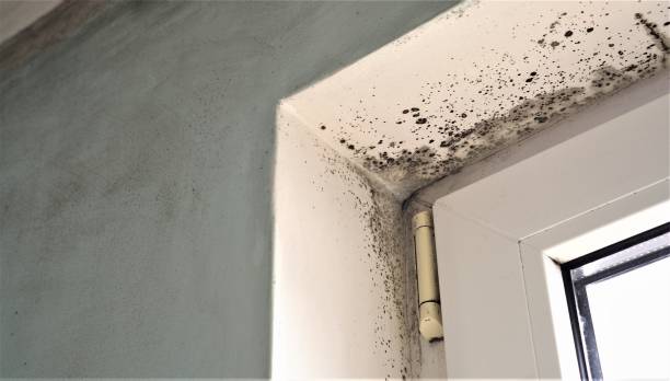 Environmental Consulting for Mold Prevention in Lawton, MI