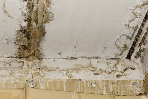 Best Mold Odor Removal Services  in Lawton, MI