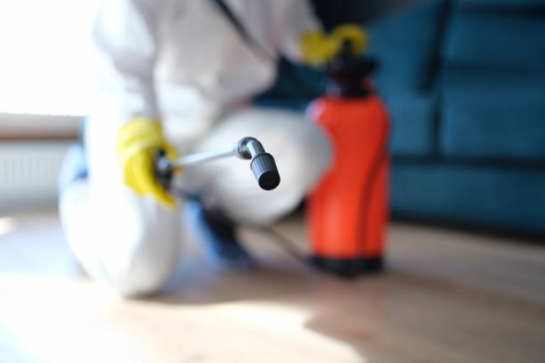Best Mold Damage Restoration  in Lawton, MI