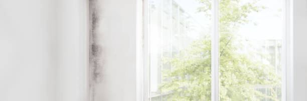 Mold Remediation for Rental Properties in Lawton, MI
