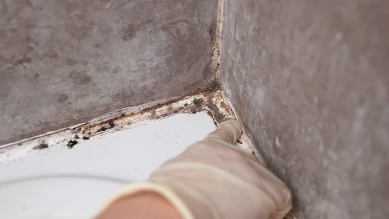 Best Airborne Mold Testing  in Lawton, MI