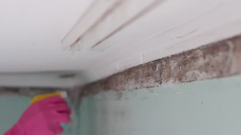 Best Crawl Space Mold Remediation  in Lawton, MI